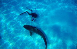 澳大利亚女孩称鲨鱼为家人 并与之亲密同游