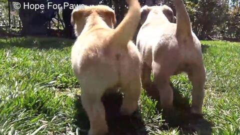 在加州野外救了三只小狗宝宝 中文字幕 高清