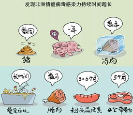 非洲猪瘟防控知识来啦