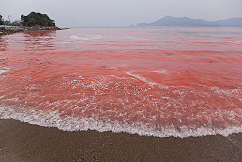 红海的含盐量为什么比普通海水高？