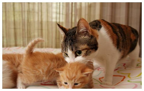 猫在一岁之前充满活力,猫的调皮和铲屎官有关,猫也需从小培养