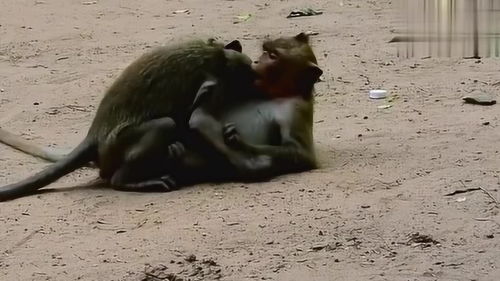 大师兄的日常 猴子真是个变化多端的动物 