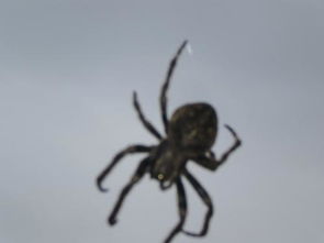 这种蜘蛛叫什么名字 