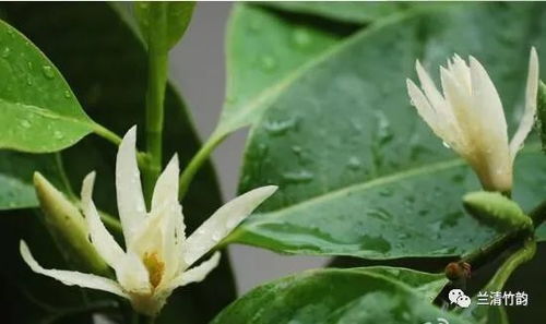 白兰花的养殖方法和注意事项,白兰花怎么养，白兰花的养殖方法和注意事项？