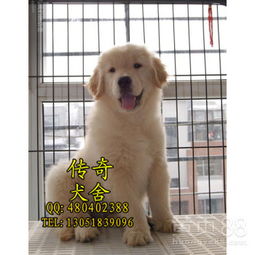 【赛级金毛多少钱一只北京哪里有纯种金毛幼犬出售】-黄页88网