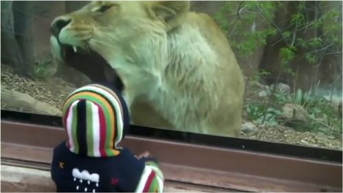 小宝宝去动物园看狮子,狮子竟对它张开大嘴 