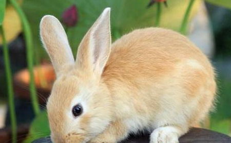 兔子吃菠菜拉肚子怎么办,兔子拉稀吃什么药最快
