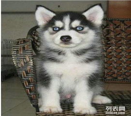在温州哪里能买到三火蓝眼纯种哈士奇幼犬温州哪里有纯种的哈士奇