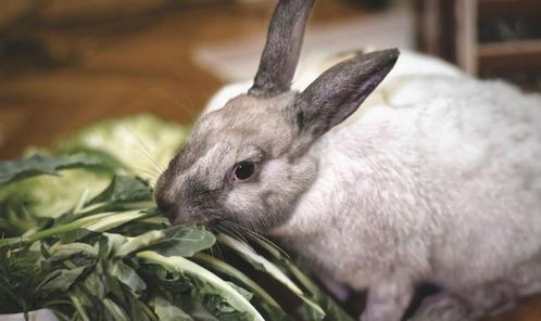 兔子不能吃什么东西,兔子不能吃什么蔬菜水果