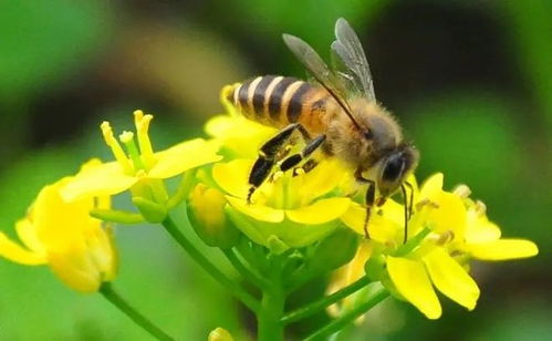 踩死蚂蚁很容易 你怕不是对蚂蚁有什么误解,外星生物的极致进化