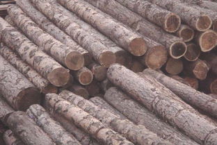 听说俄罗斯樟子松原木可能会上涨40欧元每立方，不知是真是假，望木材专家们多多指教，谢