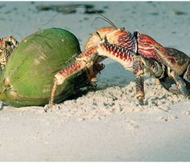 椰子蟹怎么吃 椰子蟹的营养价值 妈妈网百科 