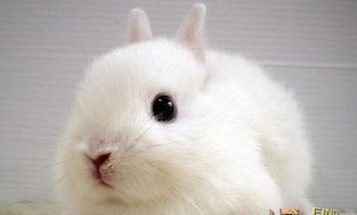 世界上最小的兔子