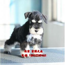 赛级博美犬多少钱一只 3个月雪纳瑞图片 北京雪纳瑞犬舍