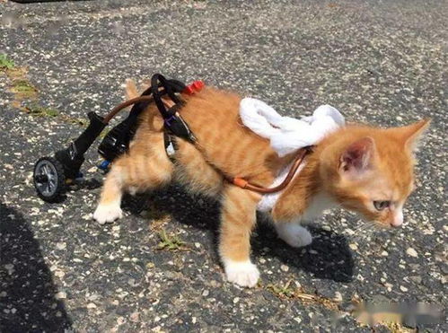 瘫痪的小猫在轮椅上慢慢长大,它是如此英俊