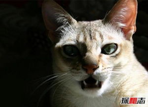 世界上最小的猫种,是新加坡猫不是茶杯猫 仅四个苹果重 