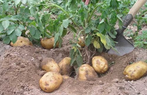 土豆苗芽的种植时间和方法 