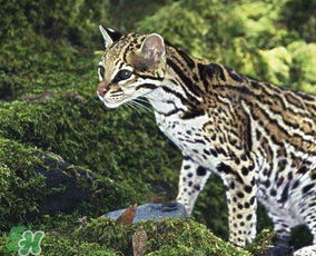 豹猫是豹子和猫生的吗 豹猫是国家保护动物吗