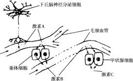 构成生物体的元素与自然界的元素在含量上有何关系?这种含量上的区别说明了什么?