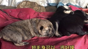 田园犬母狗太个性,还没开眼的看看世界的小奶狗虎斑犬就这样走了