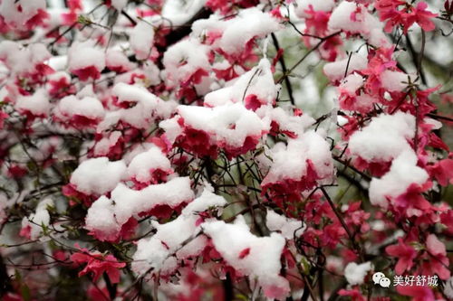 舒城 春雪映杜鹃,这个镇惊现罕见美景