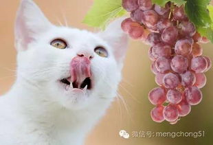科普 猫咪能吃的水果和不能吃的水果都有哪些 