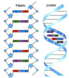 感染新冠22天会查出抗体吗（新冠20天后呈阳性会传染吗） 第1张