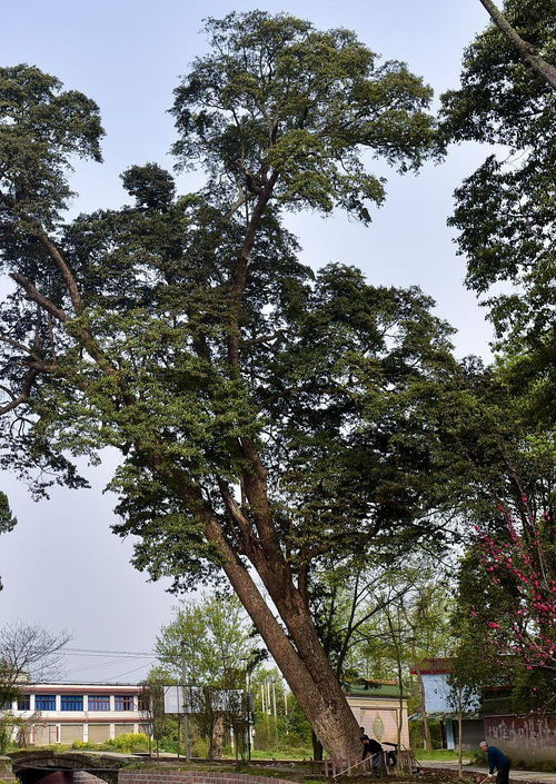 金丝楠木树苗适合哪些地方种植,楠木树适合种在什么地方？