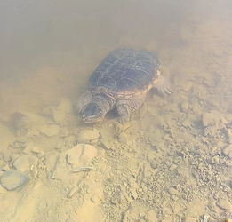 大年初一,这个水库边竟有只大乌龟在晒太阳 龟龄怕是不小