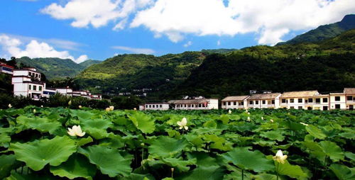 阳江乡村振兴工作综述范文（浮梁县有多少个乡镇？）