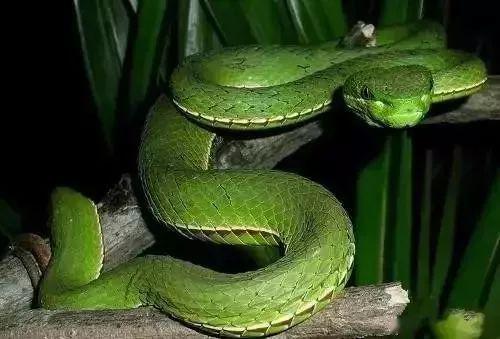 提醒 永安万竹山市民散步时惊遇一条青竹蛇,游玩的人一定要小心