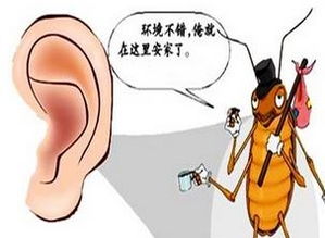 蟑螂爬入男童耳朵 长约1厘米爬进右耳疼痛难眠 