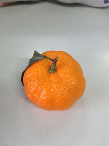 这种橘子学名叫啥 