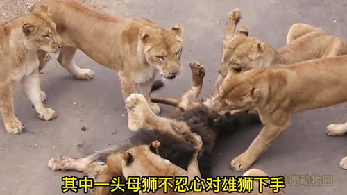 面对不能生育的狮王,6头母狮合伙把狮王制服,逼迫狮王离开狮群 