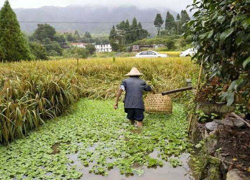 原来农村人抓鱼是这样滴 不是农村人绝对看不懂哈 