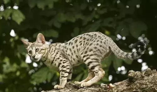 世界上十大危险的猫的品种,第1种几乎不敢养 