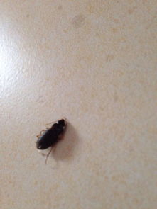 我想请教这是什么虫子 是蟑螂吗 这只虫子在我家地板上被发现,卫生间外边,但不确定是从卫生间出来的 