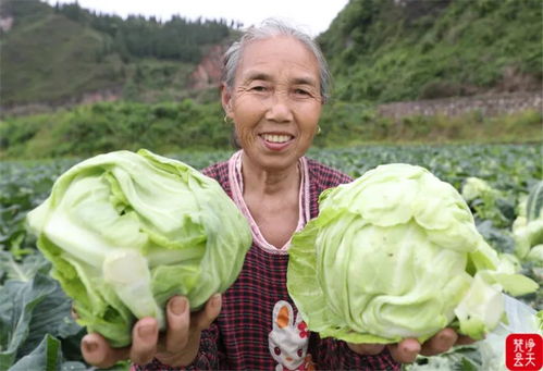 玉屏牛心甘蓝畅销黔湘渝市场 