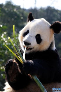 安徽黄山大熊猫乐享冬日阳光 萌态迷人 