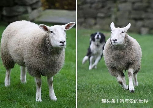 被狗带大的羊是什么样子 哈哈哈哈哈哈笑屎了