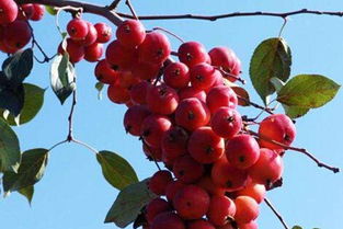 苹果几月开花几月结果开花到成熟要几个月,红脆宝苹果是什么时间成熟