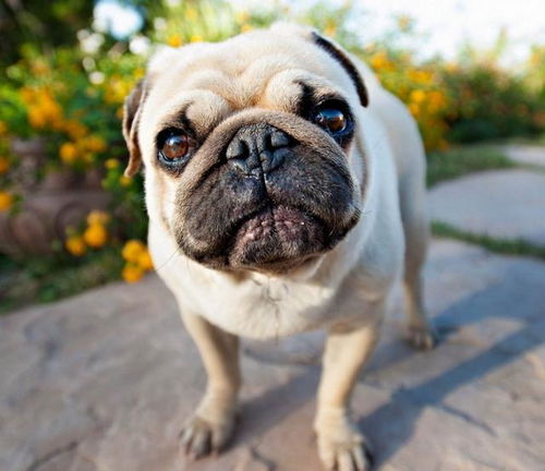 表情 巴哥犬为什么叫哈巴狗 原来是这个意思 表情 