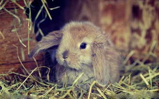养兔疑问 兔子能吃菠萝排毛吗,兔子喂菠萝排毛球 