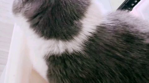 超实用吸尘器吸猫毛用法,直接吸猫