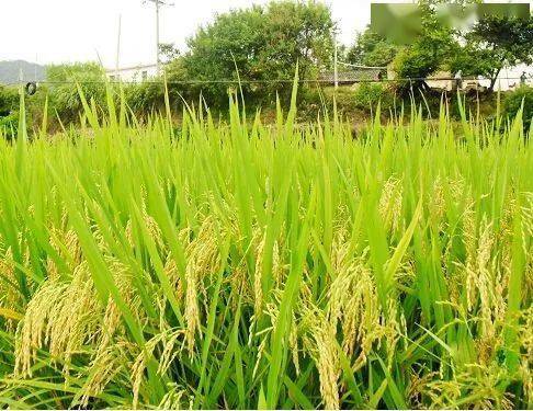 2021年早造水稻优新品种推介