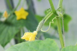 大棚蔬菜种植成果简介（大棚蔬菜种植技术宝典）