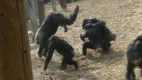 日本动物园里的黑猩猩真的学会了跳舞吗