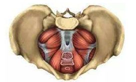 盆底肌的锻炼方法