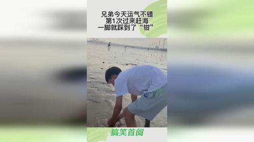 兄弟今天运气不错,第1次过来赶海,一脚就踩到了 钳