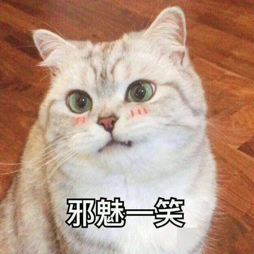 猫咪冷知识大盘点,最后一条你绝对不知道